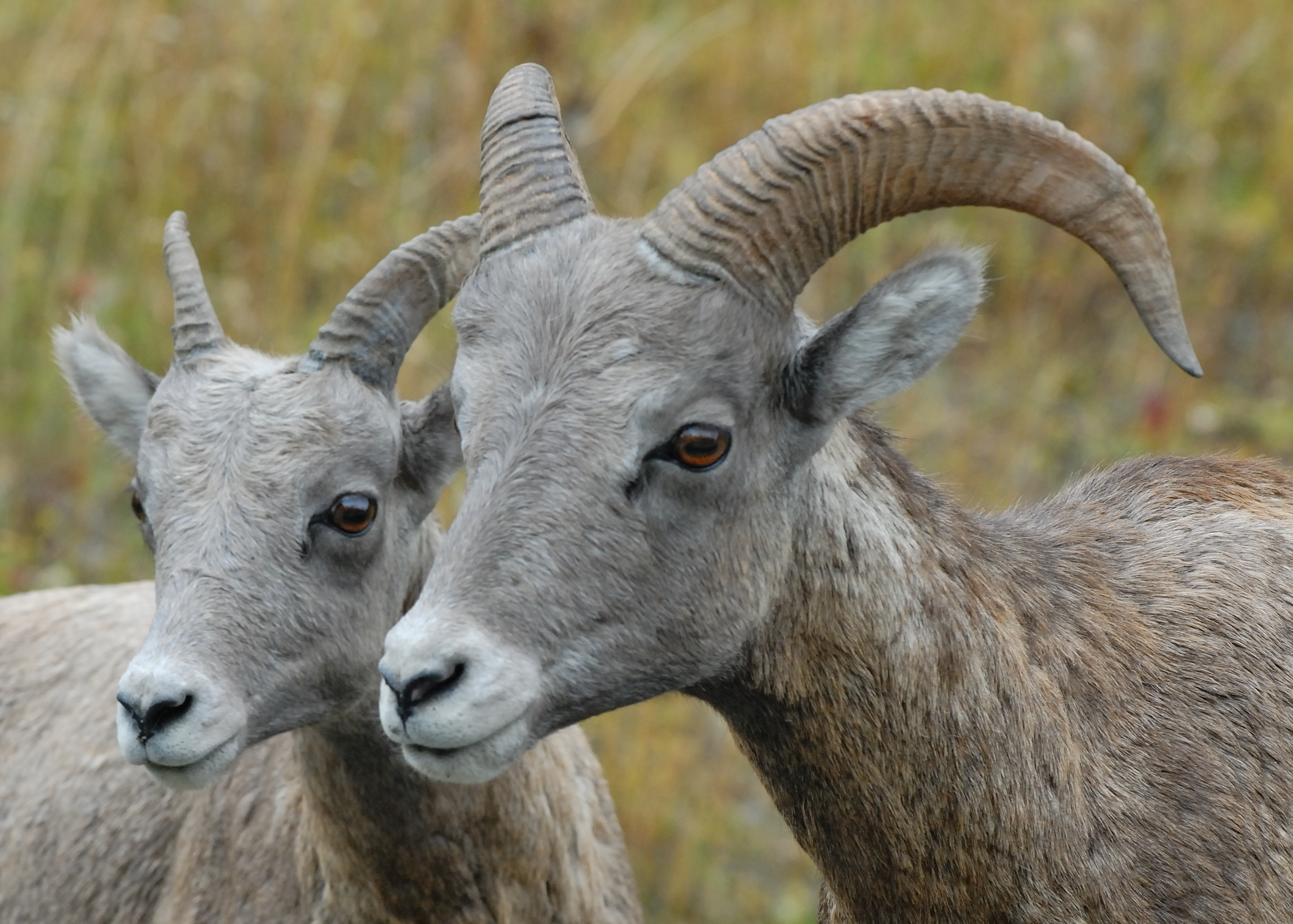 big-horn-sheep-banff