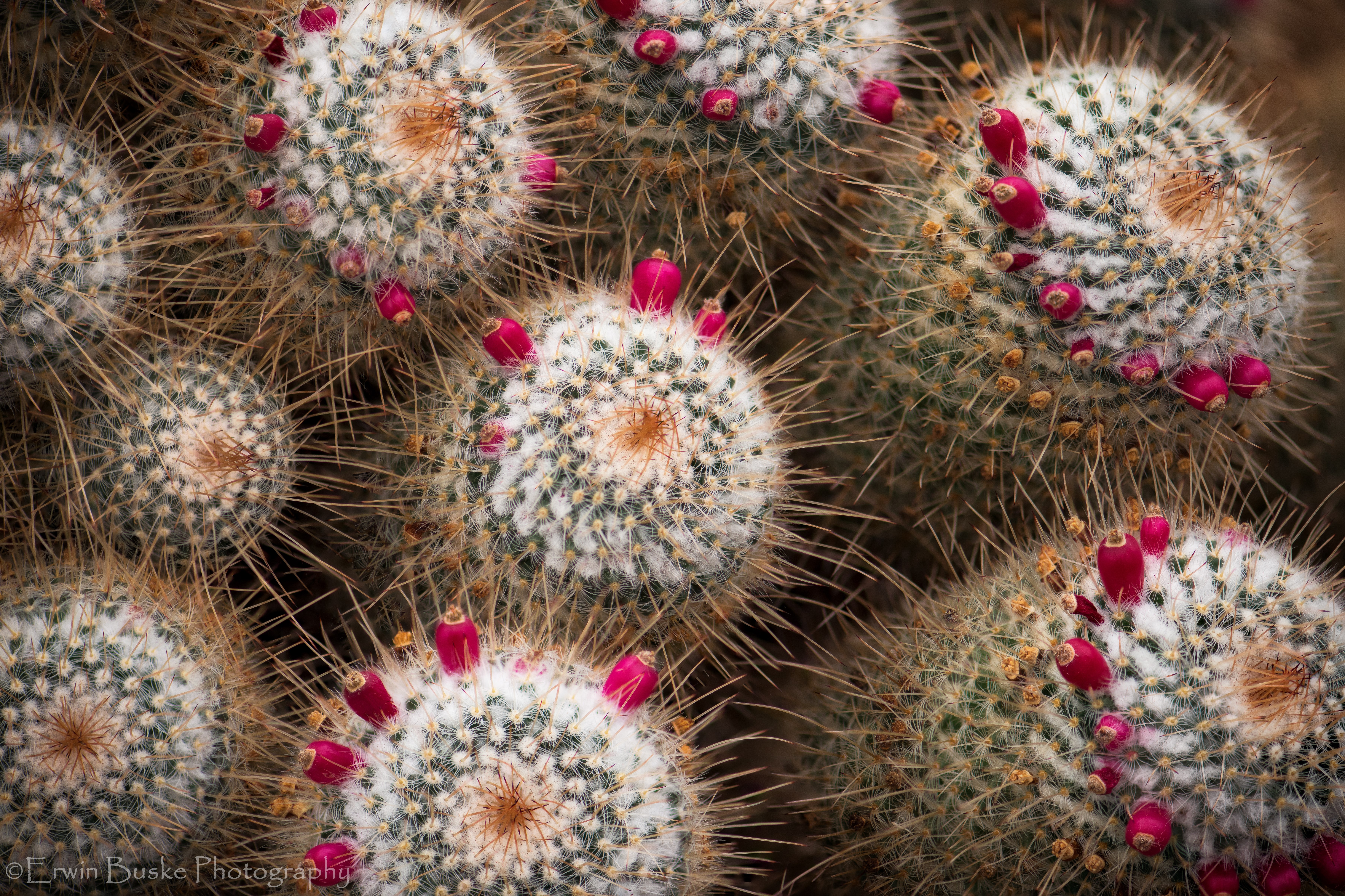 Cacti Volunteer Park Comp