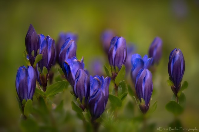 Glacier Peak 2017 Images2205 copy