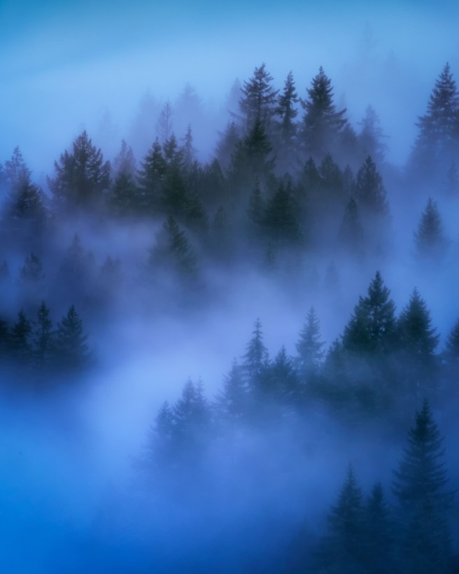 Secrets of the Forest Journey 2 013 LuminarR1