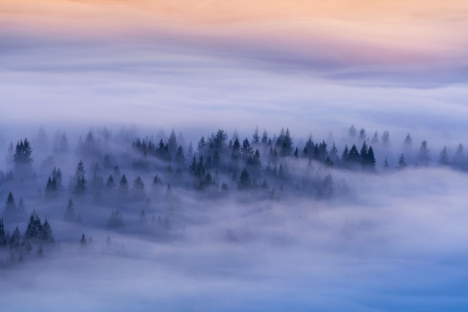 Secrets of the Forest Journey 2 272