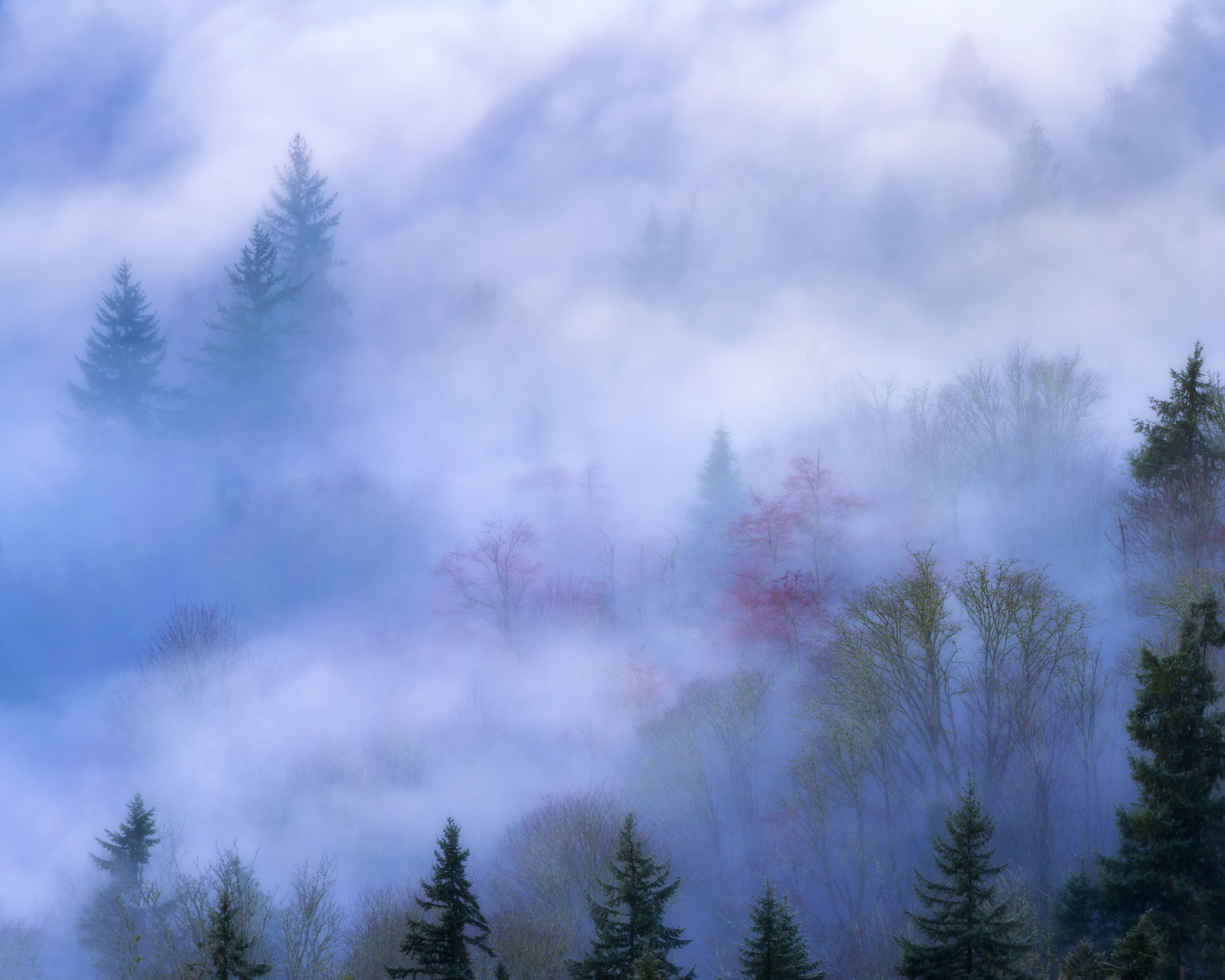 Secrets of the Forest Journey 2 302Luminarr1