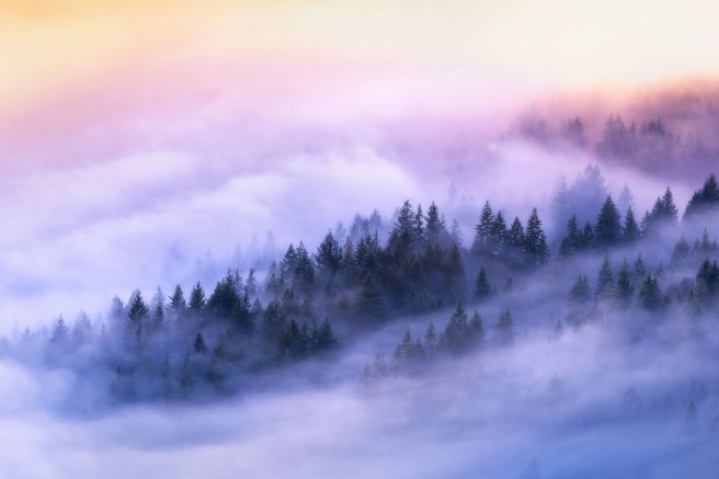 Secrets of the Forest Journey 2 632