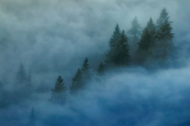 Secrets of the Forest Journey 2 712