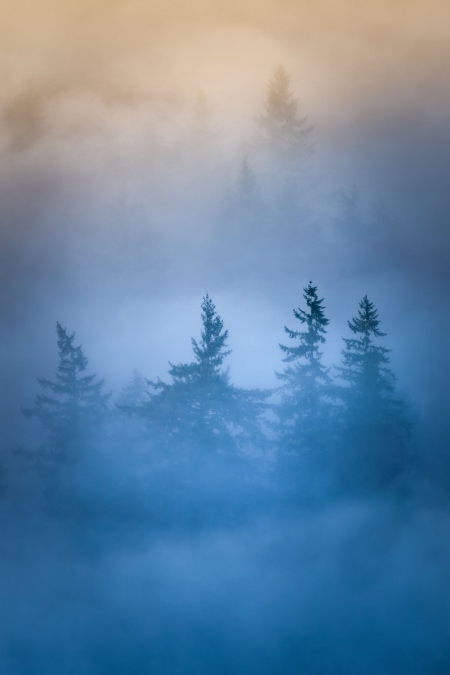 Secrets of the Forest Journey 2 834