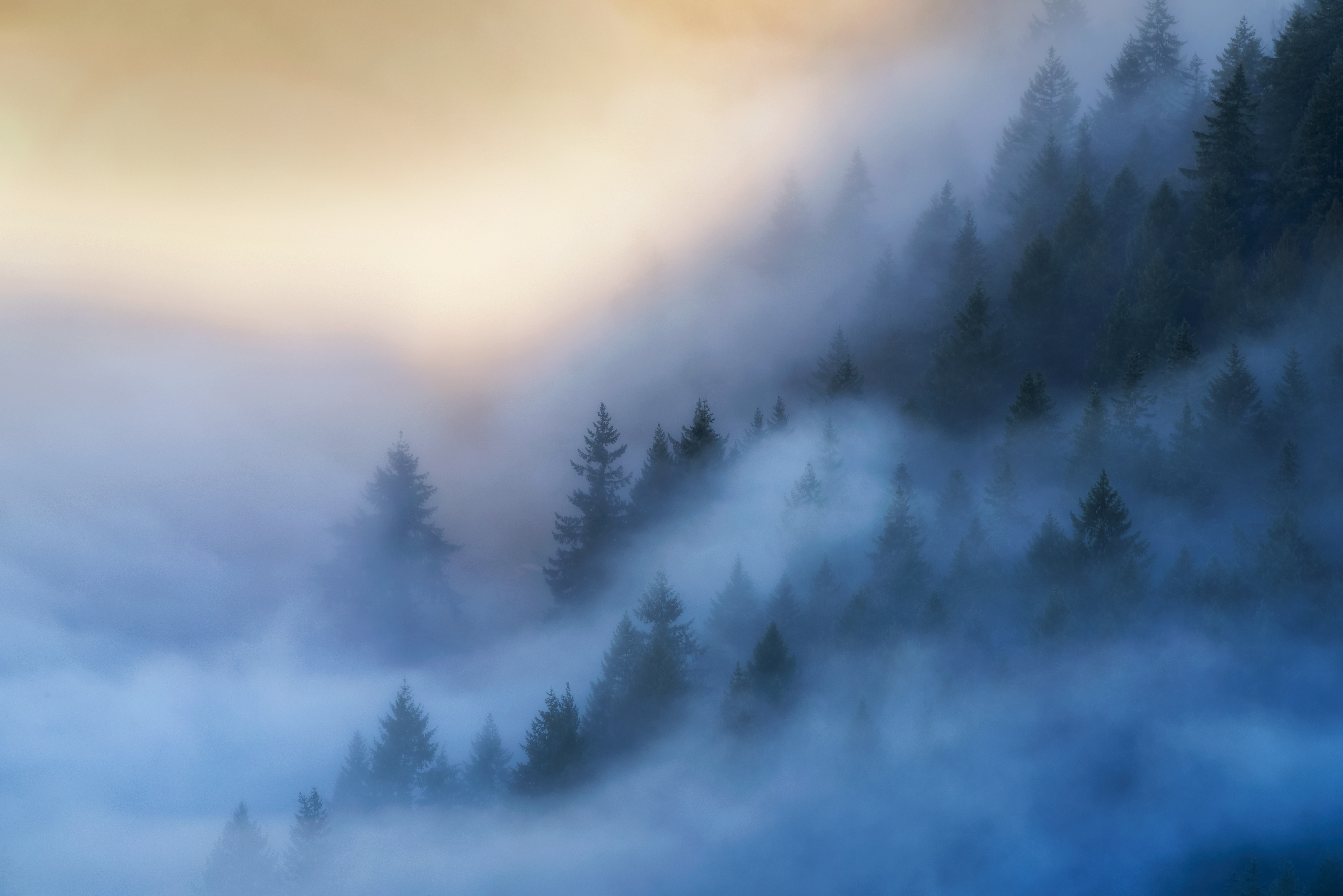 Spirit Angels in the Forest SS