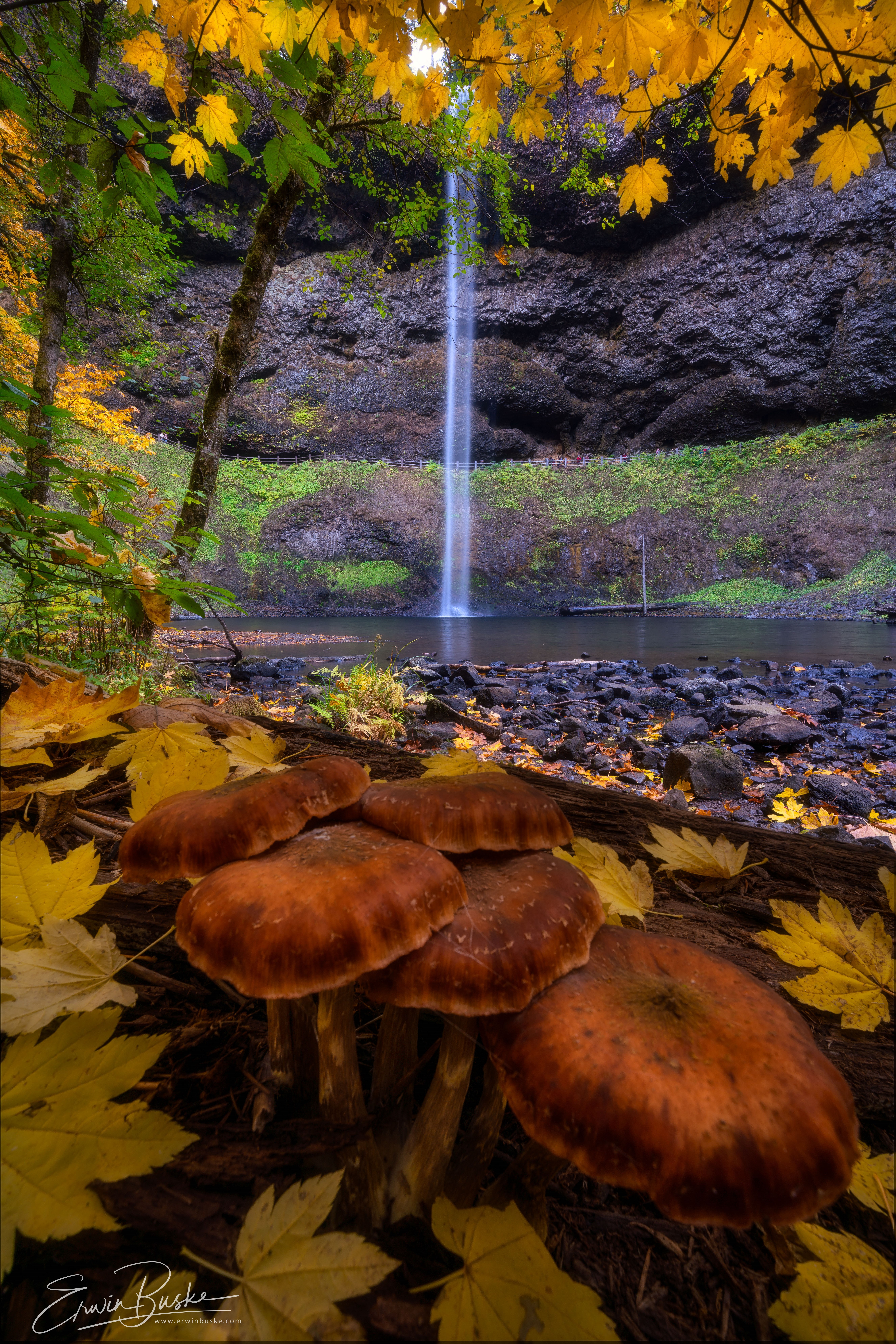 Silver Spirit Trout0309 copy