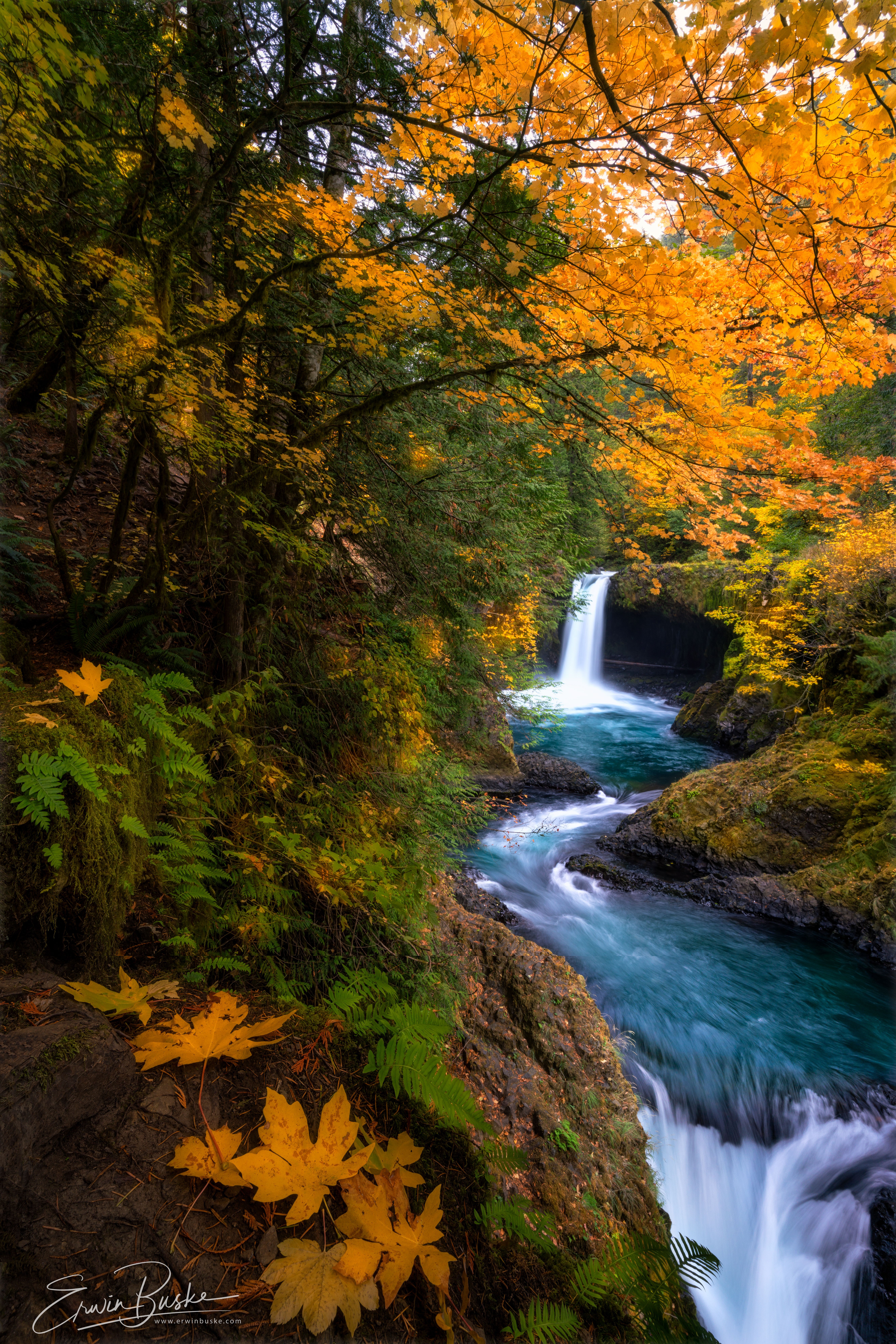 Silver Spirit Trout0552 copy