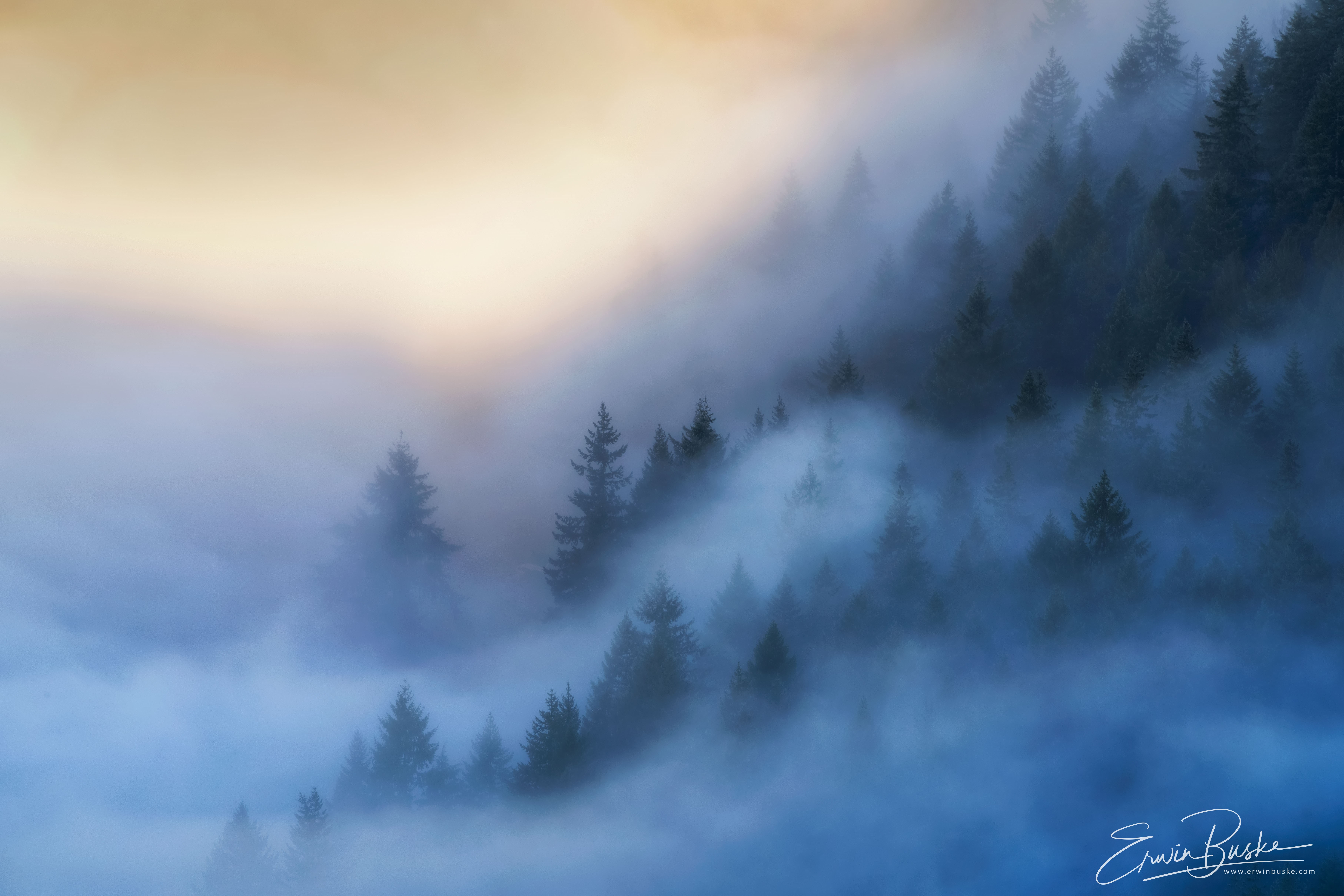 Spirit Angels in the Forest