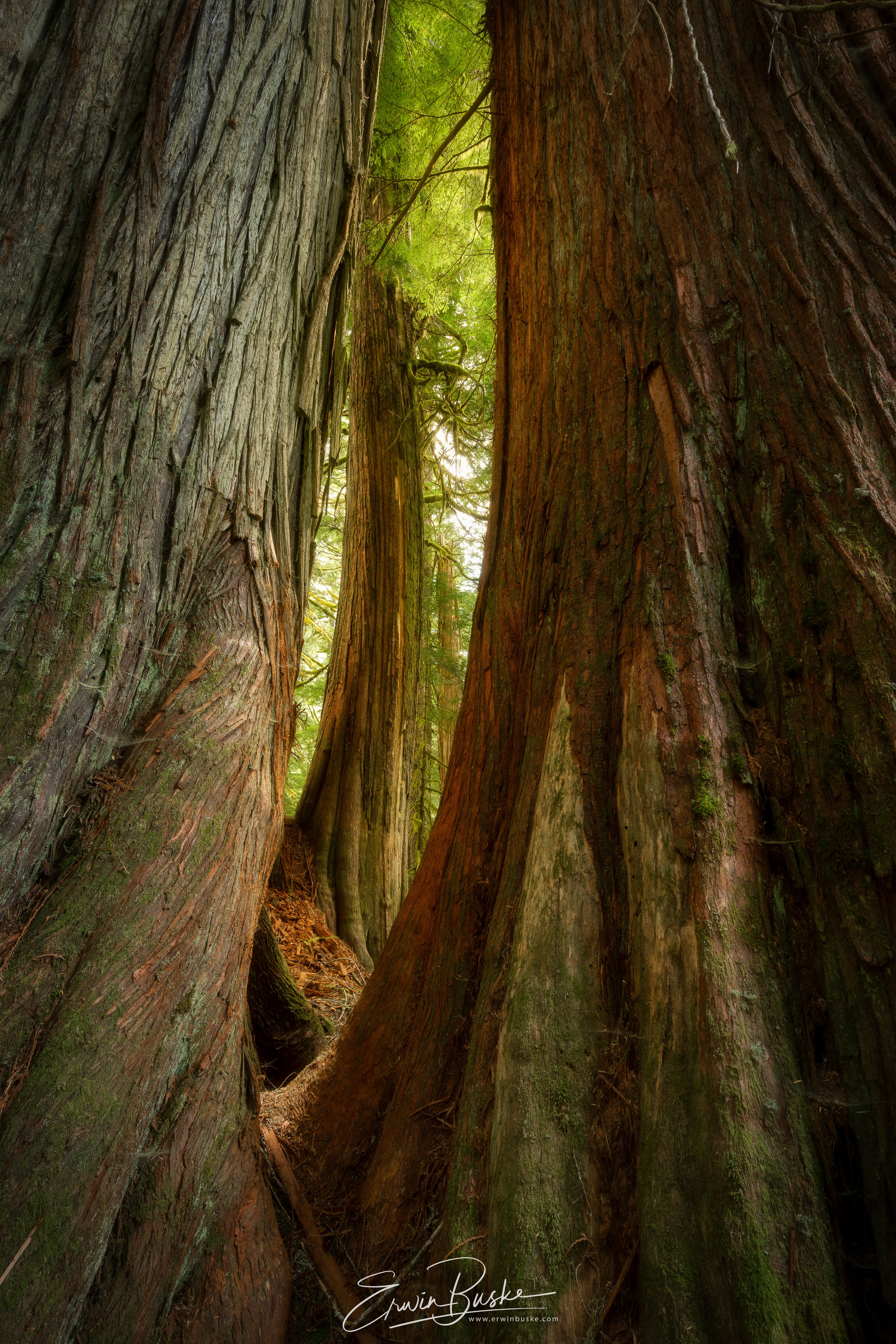 Window through an Old Growth Cedar Forest.JPG
