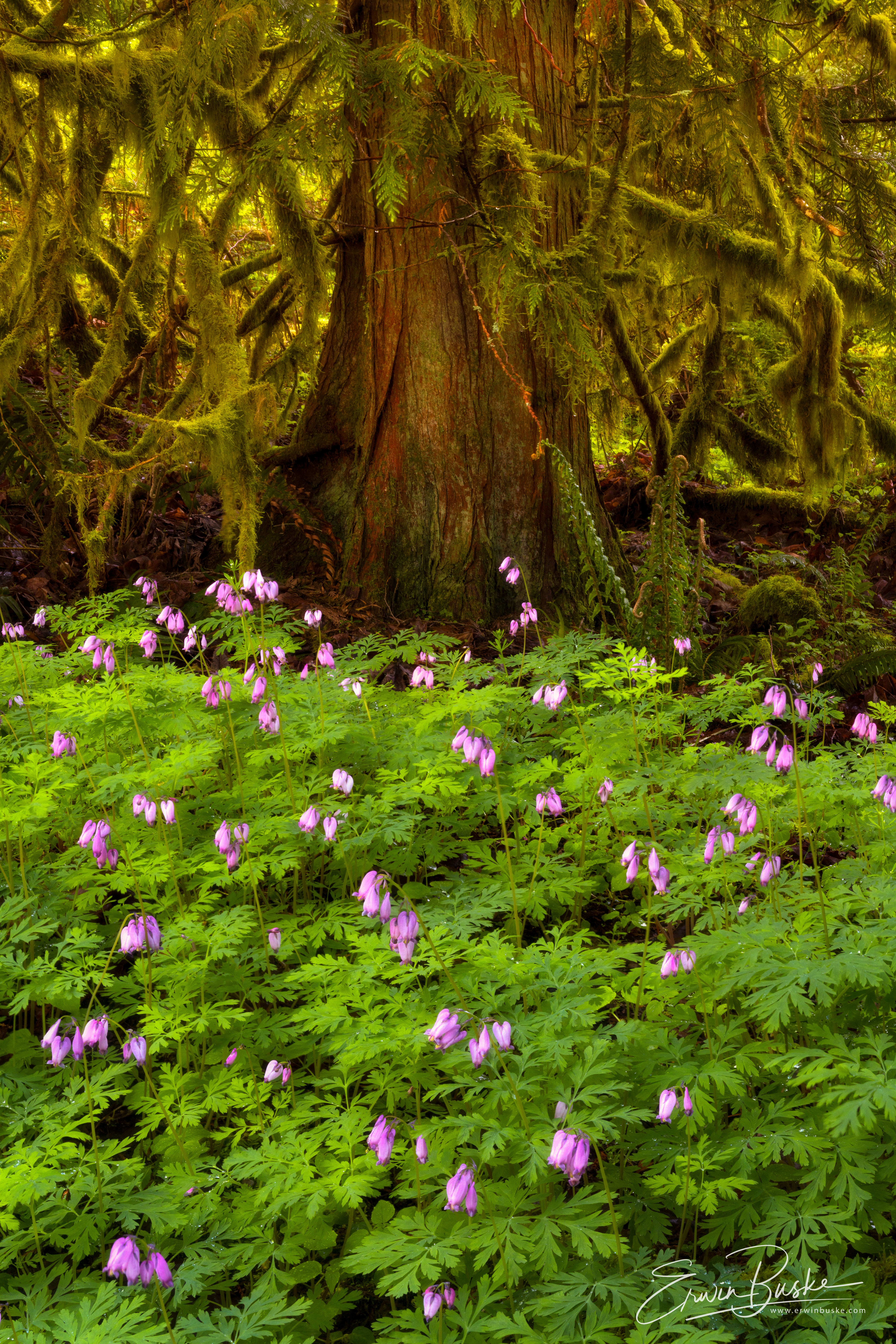 Bleeding Heart659 copy for crop