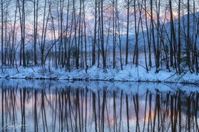 Bare winter tree reflected in calm water beneath soft winter light.