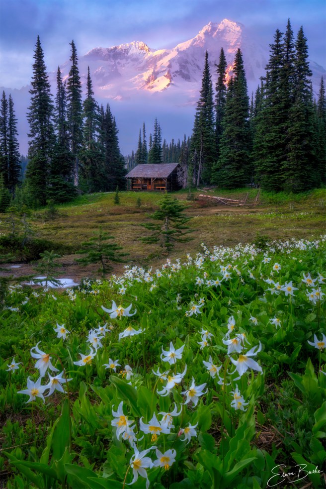 Atmospheric landscape in Mount Rainier National Park softened by fog and light.