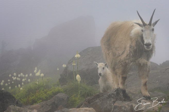 Mother mountain goat and kid moving through a foggy beargrass meadow on Mailbox Peak.