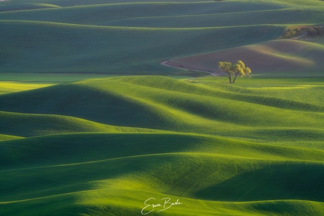 Rolling Palouse hills shaped by bands of evening light and shadow with a lone tree.