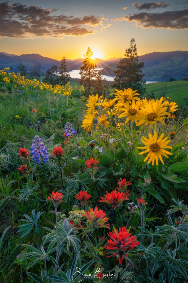 Balsamroot, lupine, paintbrush, and green meadow in the Columbia River Gorge.
