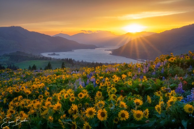 Wildflowers glowing in warm sunset light above the Columbia River Gorge.