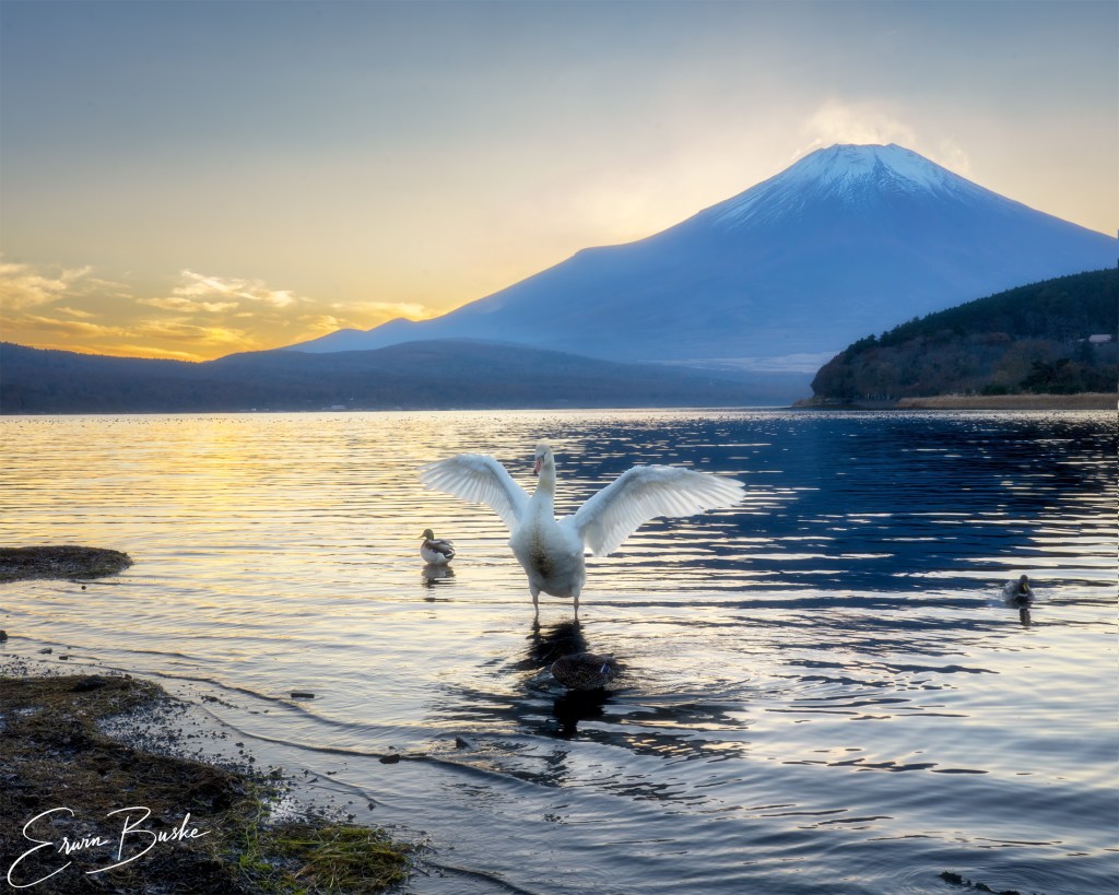 Mount Fuji above a lake as a swan spreads its wings in sunset light.