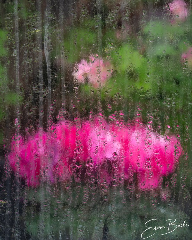 Flowers and greenhouse forms seen softly through a rain-covered conservatory window.