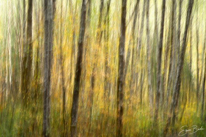 Intentional camera movement photograph of a snowy forest, creating vertical impressionistic streaks.